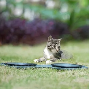 Dog Bowl Slow Feeder Double Mat