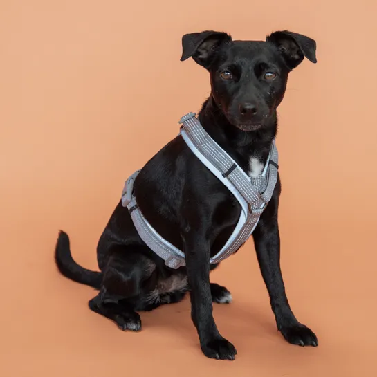 Dog Harness Reflective