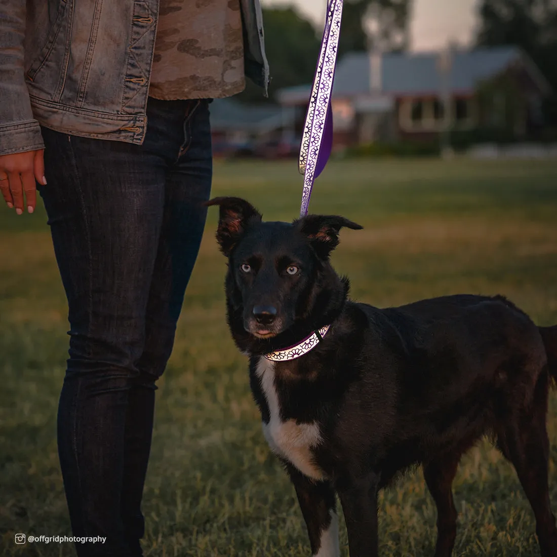 Lazer Brite® Reflective Open-Design Adjustable Collar