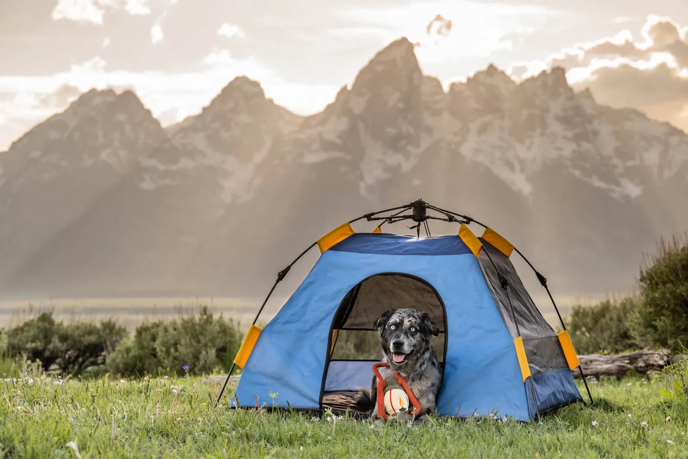 Outdoor Dog Tent