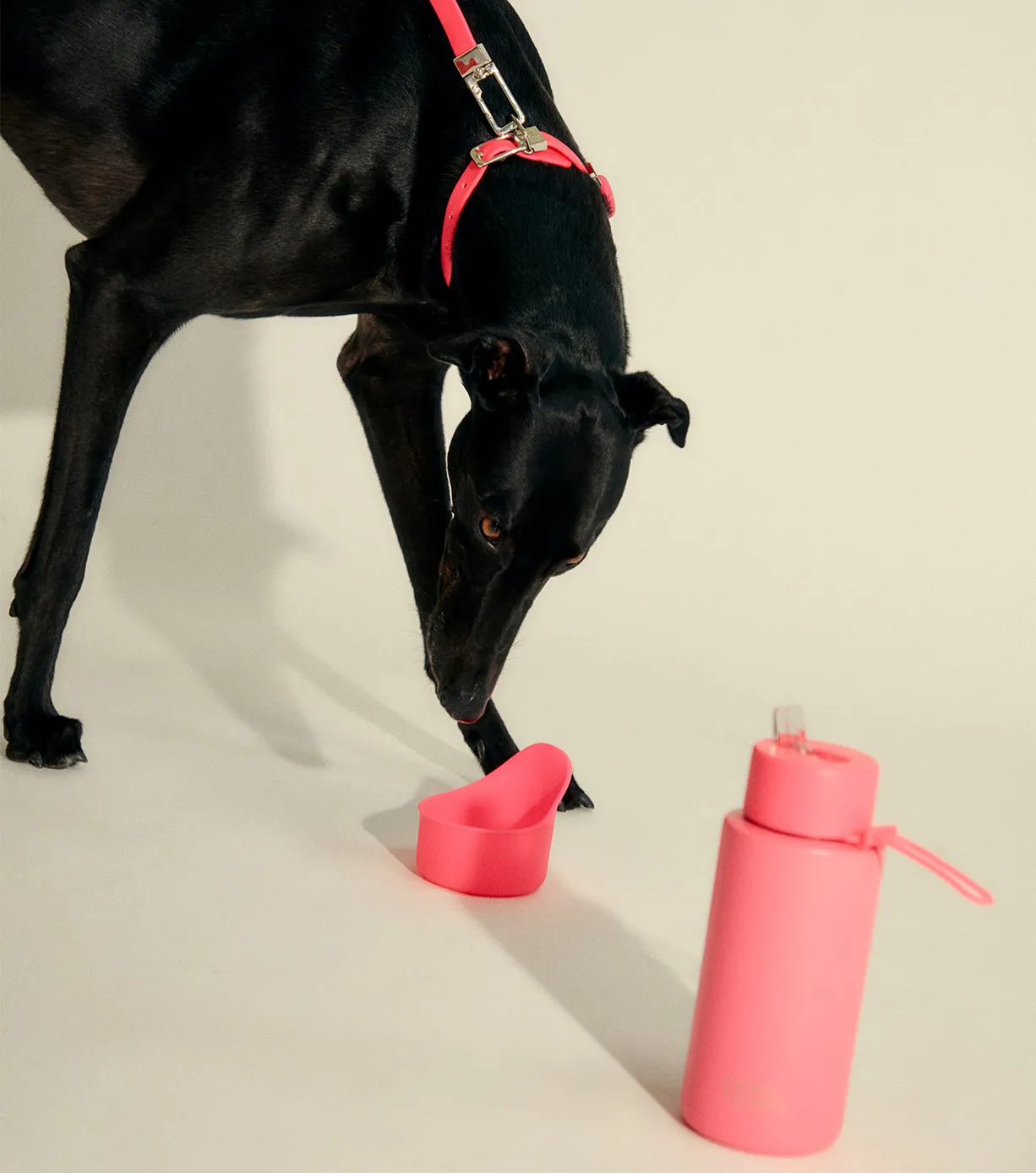 Silicone Pet Bowl